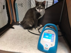 Blutdruckmessung Katze