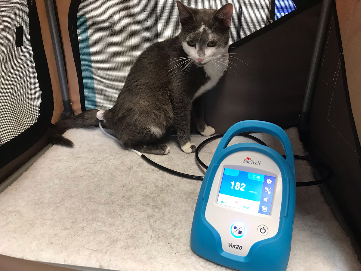 Blutdruckmessgerät Katze Erfahrungen